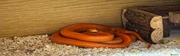 Corn Snake reptiles for sale: Pete- the Fire Stripe Cornsnake  in Nottingham - Advert 7