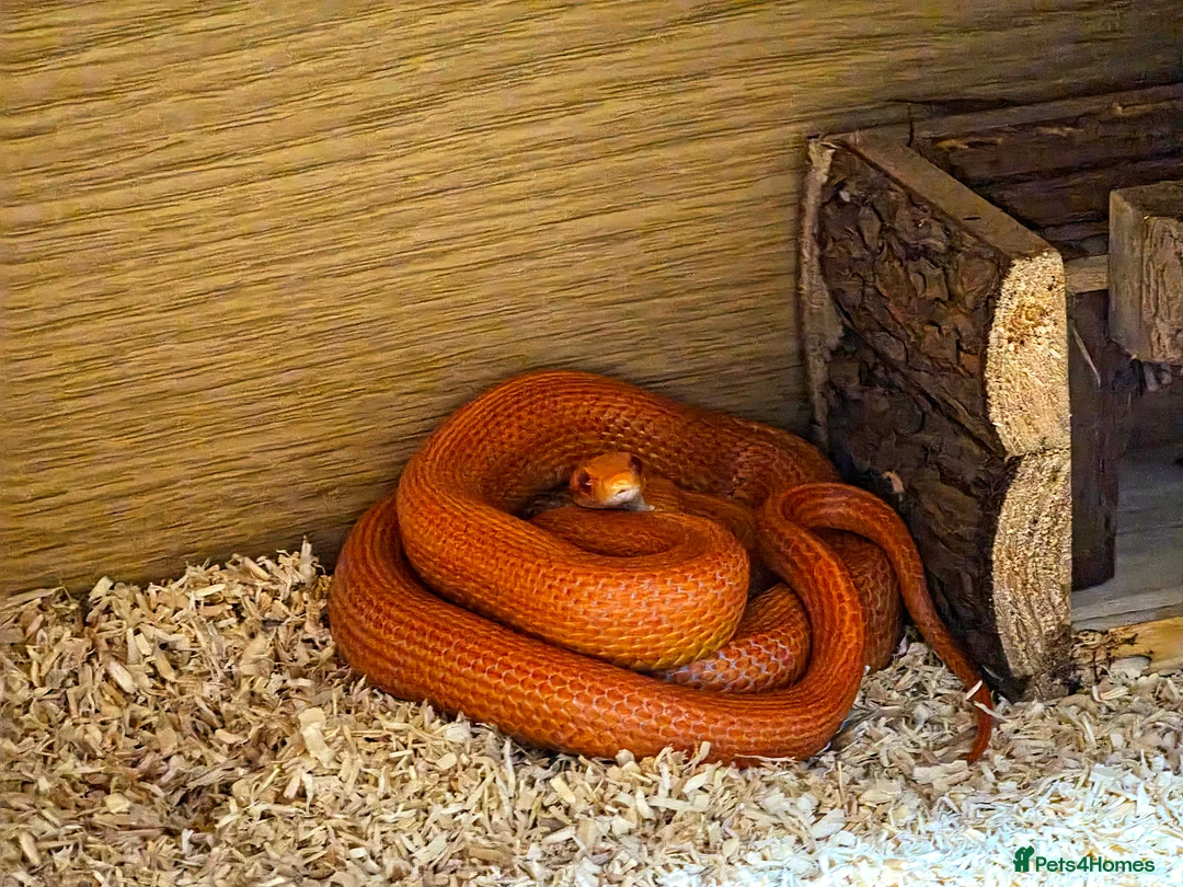 Corn Snake reptiles for sale: Pete- the Fire Stripe Cornsnake  in Nottingham - Advert 7