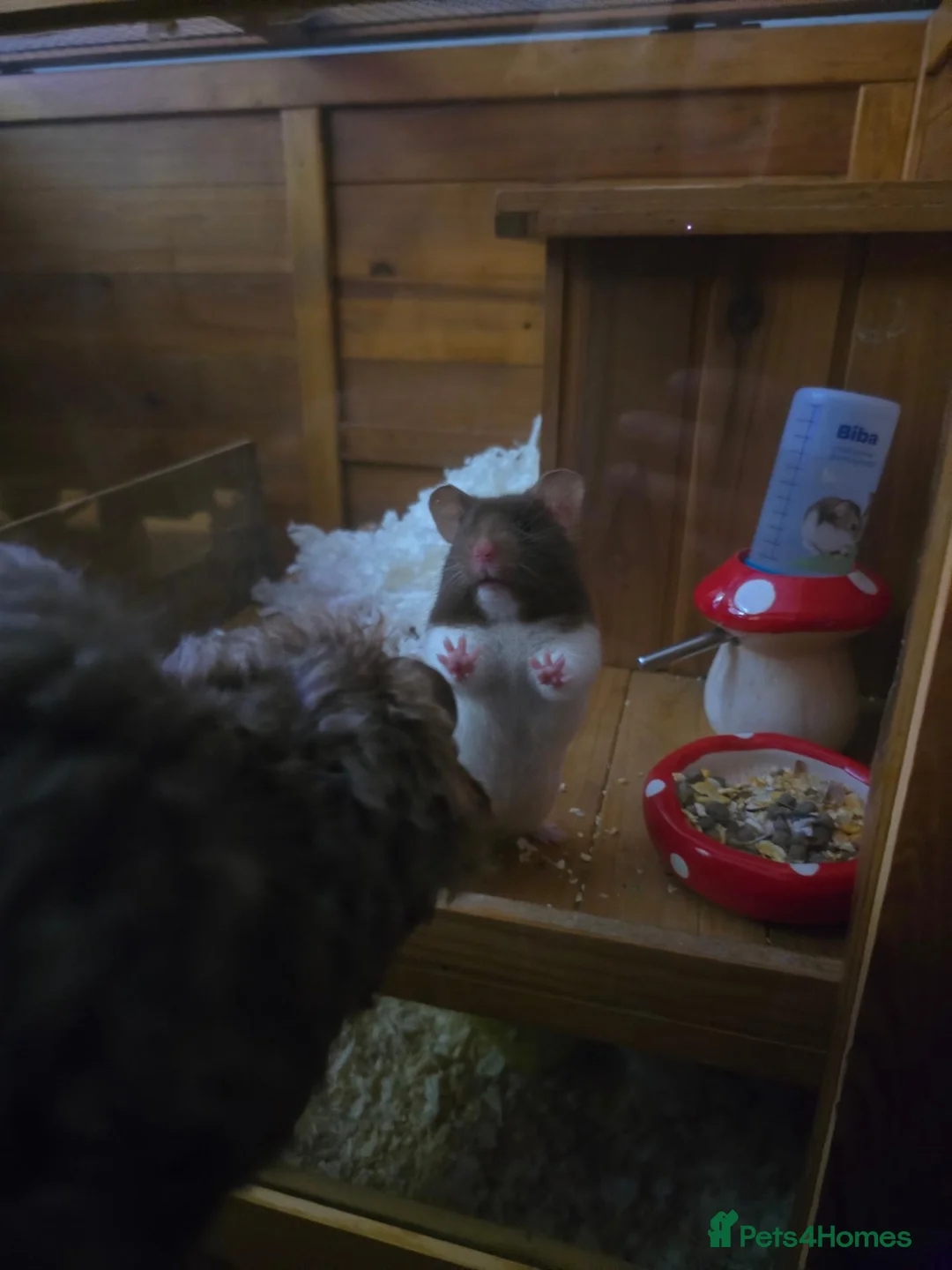 Hamster rodents for sale: Syrian Hamster in Sheerness - Advert 11
