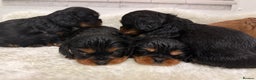 Cavalier King Charles Spaniel dogs for sale: KC King Charles Cavalier Puppies for sale  - Advert 14