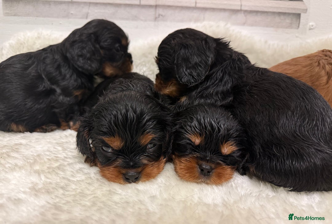 Cavalier King Charles Spaniel dogs for sale: KC King Charles Cavalier Puppies for sale  - Advert 14