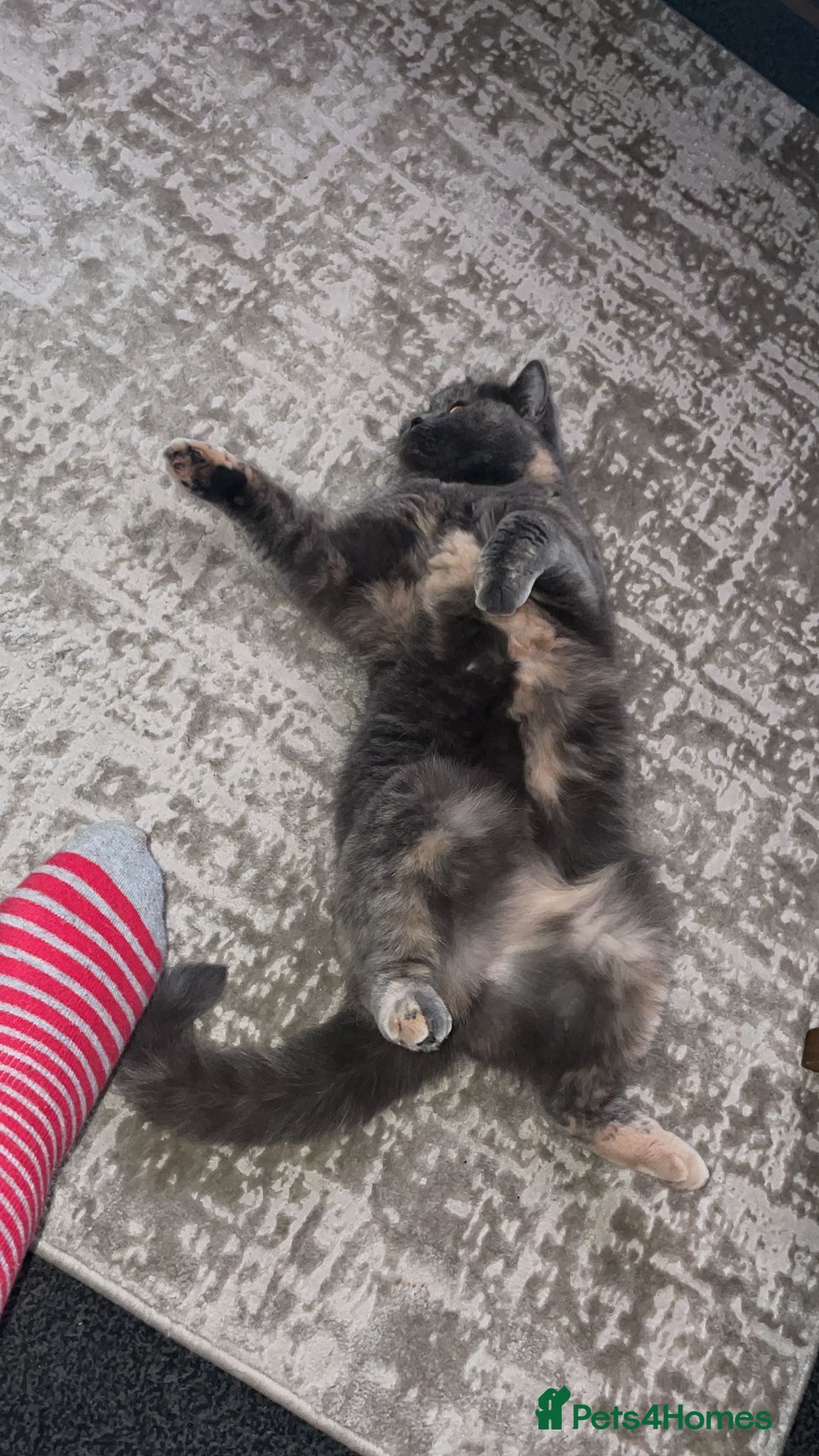 British Shorthair cats for sale: Beautiful British shorthair - Image 2