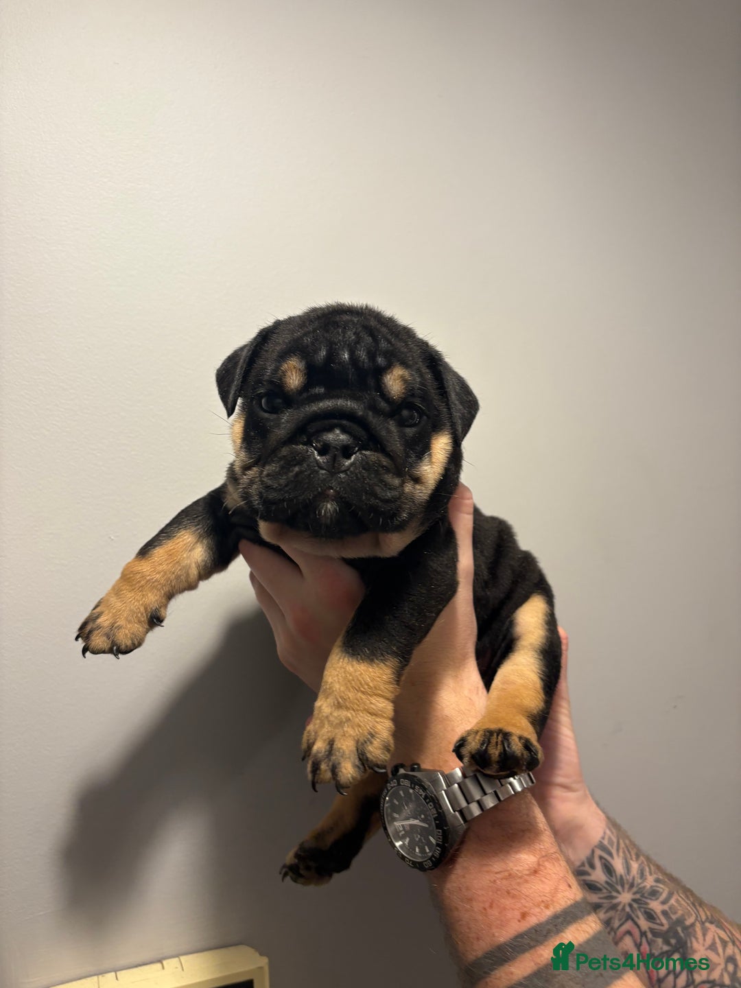 English Bulldog dogs for sale: English Bulldog puppies - Posherbulls bloodlines - Advert 8