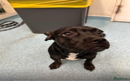 Mixed Breed dogs for sale: Misty a gorgeous little crossbreed  - Advert 1