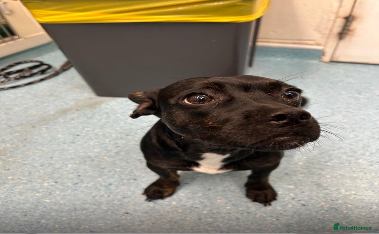 Mixed Breed dogs Misty a gorgeous little crossbreed  - Advert 10