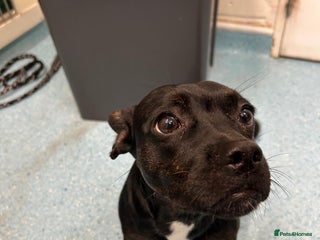 Mixed Breed dogs for sale: Misty a gorgeous little crossbreed - Advert 1