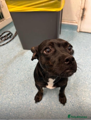 Mixed Breed dogs Misty a gorgeous little crossbreed - Advert 1