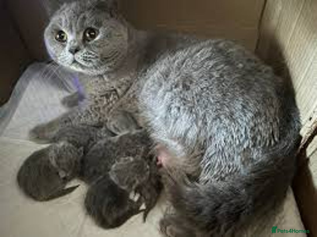 British Shorthair cats for sale: Beautiful and playful BSH kittens - Image 4