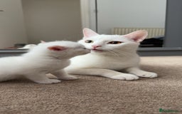 British Shorthair cats for sale: Kitten for sale . - Image 10