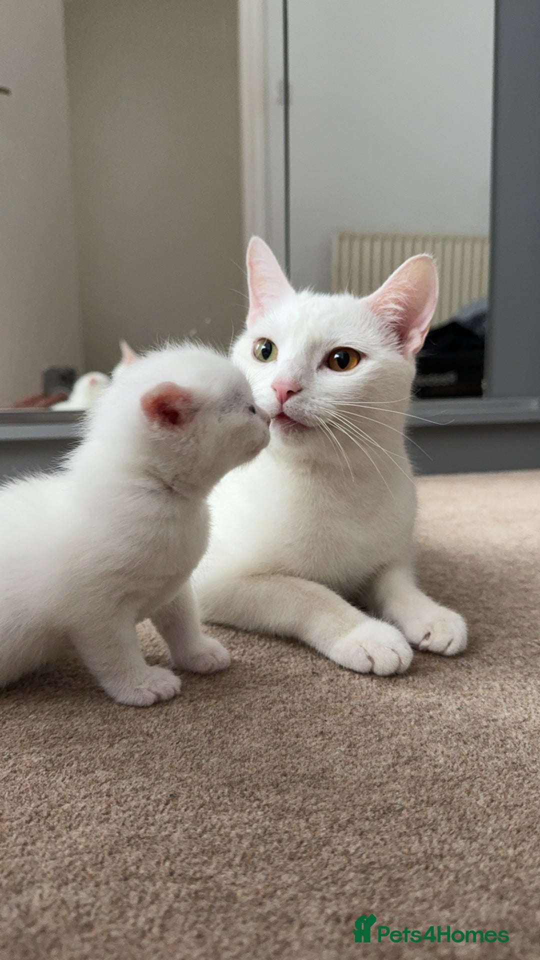 British Shorthair cats for sale: Kitten for sale . - Image 10