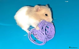 Hamster rodents for sale: Sirian hamsters - Image 5