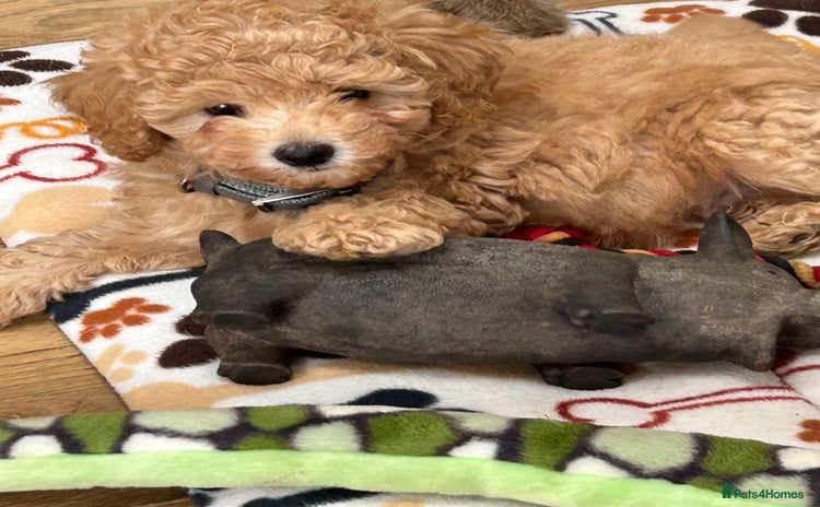 Toy Poodle dogs - Advert 14