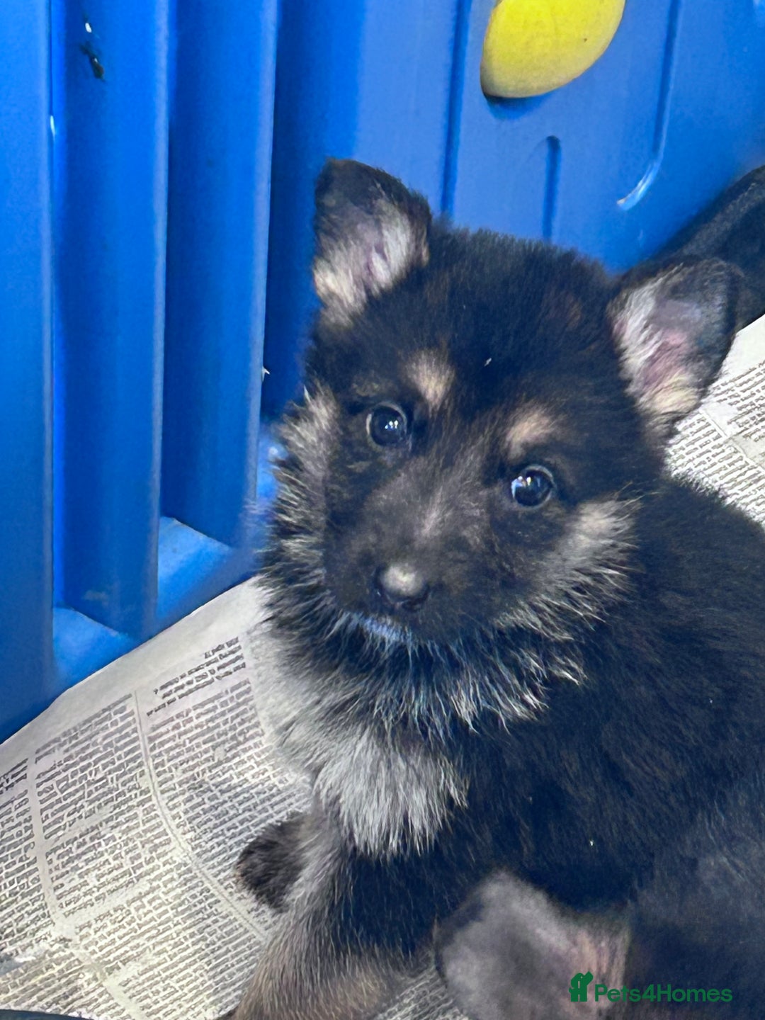 German Shepherd dogs for sale: German shepherd READY TO LEAVE - Advert 19