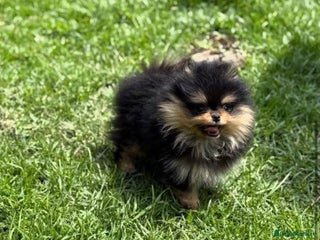 Pomeranian dogs - Advert 6