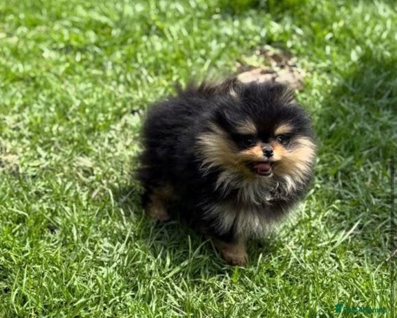 Pomeranian dogs - Advert 3