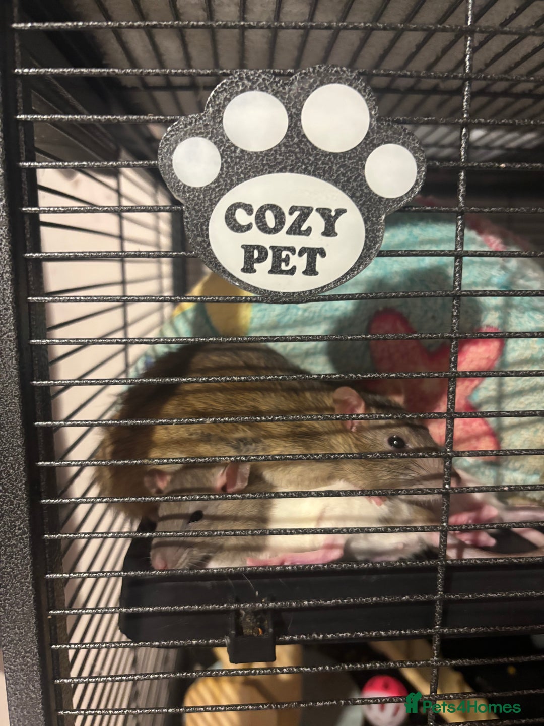 Rat rodents for sale: 3 FEMALE RATS + CAGE - Advert 21