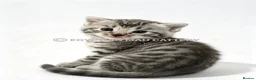 Egyptian Mau cats for sale: TICA reg SNOW LEOPARD EGYPTIAN MAU X BENGAL  - Advert 22