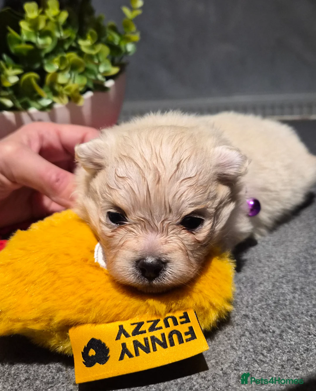 Pomeranian dogs for sale: 💝High Quality Korea/ Russia Babies💝 - Advert 10