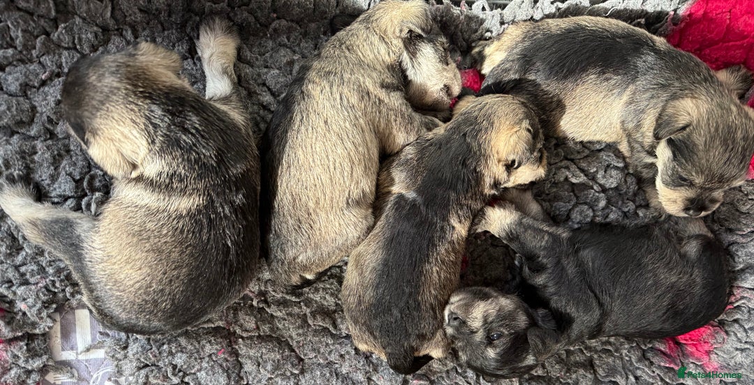 Miniature Schnauzer dogs for sale: Miniature schnauzers pups - Image 1