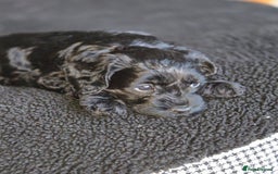 Sproodle dogs for sale: Beautiful litter of F2 Sproodles  - Image 24