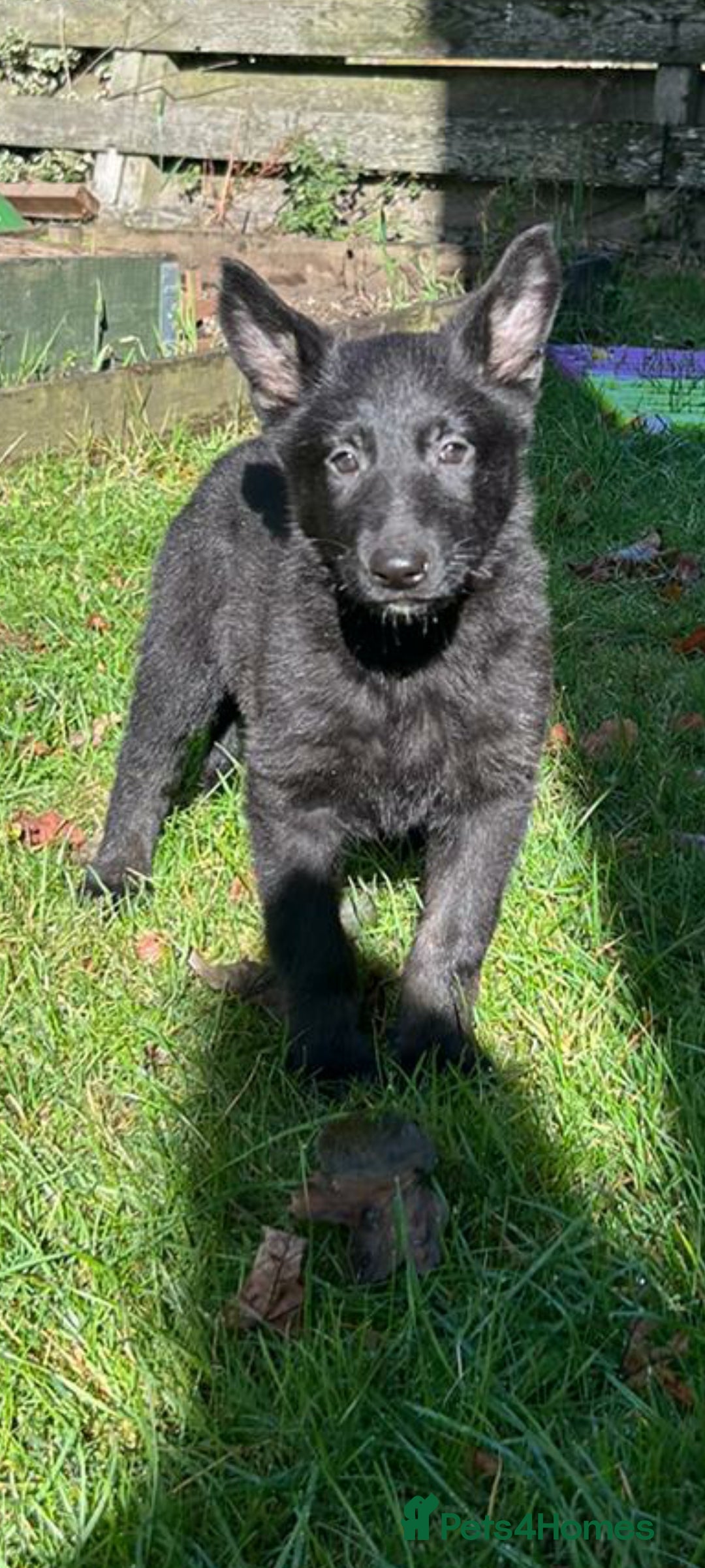 German Shepherd dogs for sale: German Shepherds by Shawhhead Shepherds  - Image 2