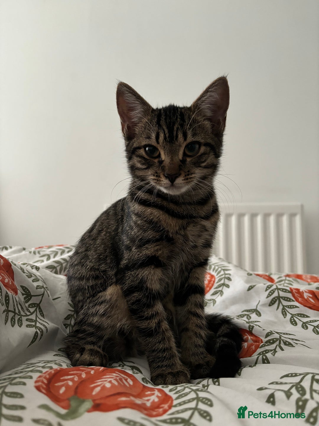 Mixed Breed cats for sale: 2 gorgeous girls tabby and tortoise shell - Image 10