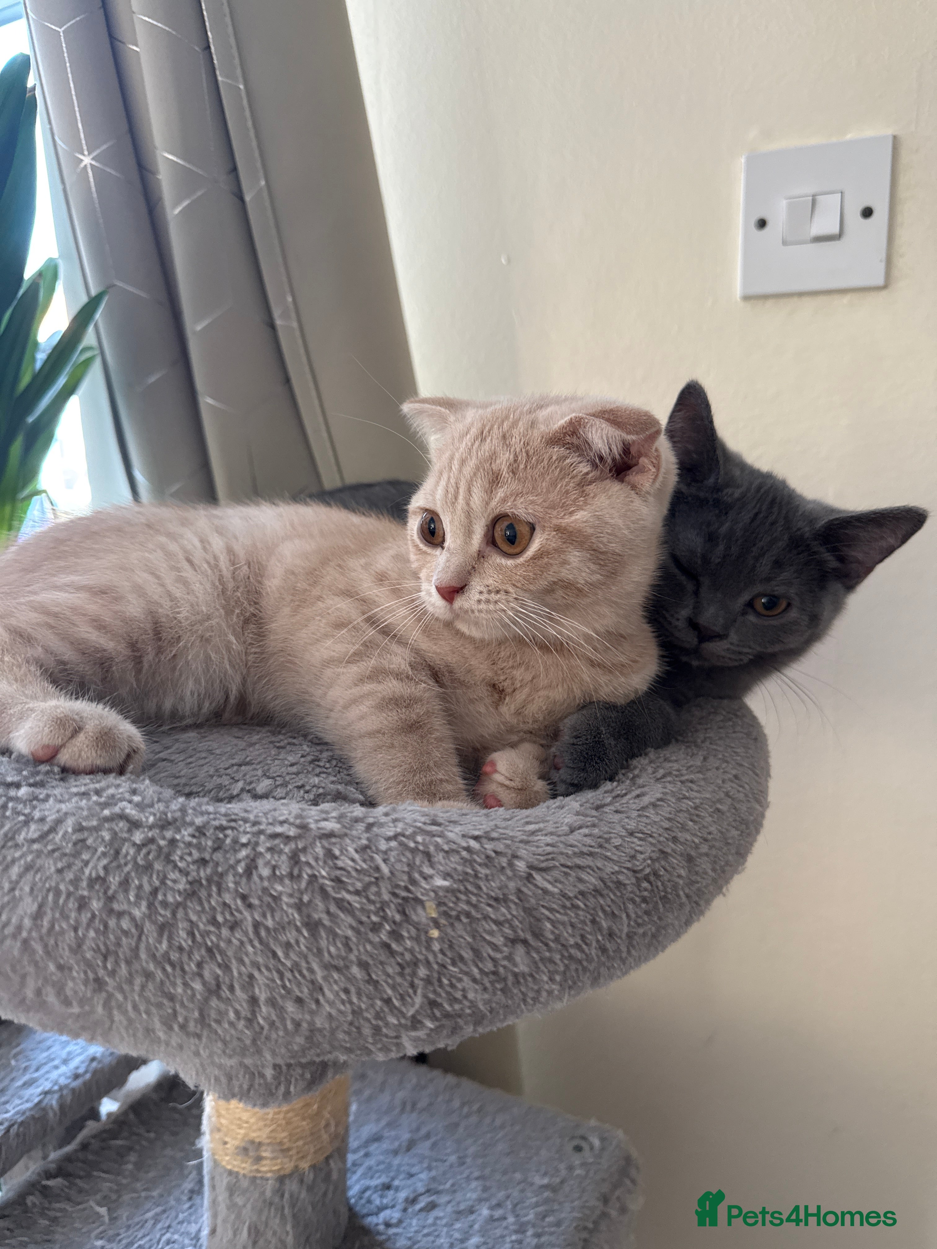 British Shorthair cats Beautiful British Shorthair & Scottish Fold Kitten - Advert 2