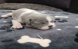French Bulldog dogs for sale: French bulldog puppies 2 boys 1 girl left in Chatham - Image 7