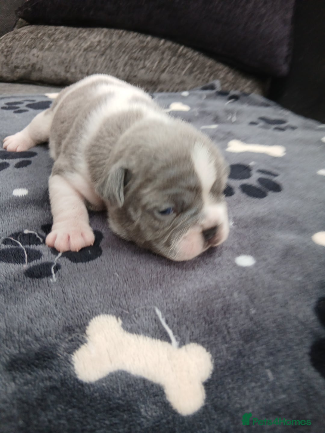 French Bulldog dogs for sale: French bulldog puppies 2 boys 1 girl left in Chatham - Image 7