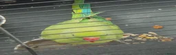 Parrots birds for sale: Ring-necked parakeet in Birmingham - Advert 2