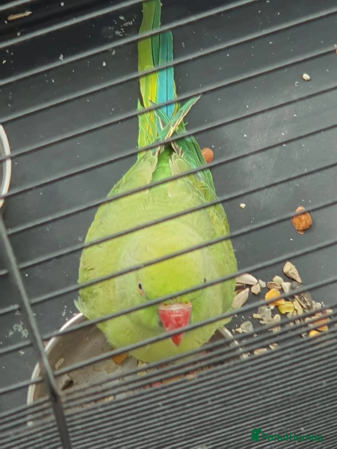 Parrots birds for sale: Ring-necked parakeet in Birmingham - Advert 2