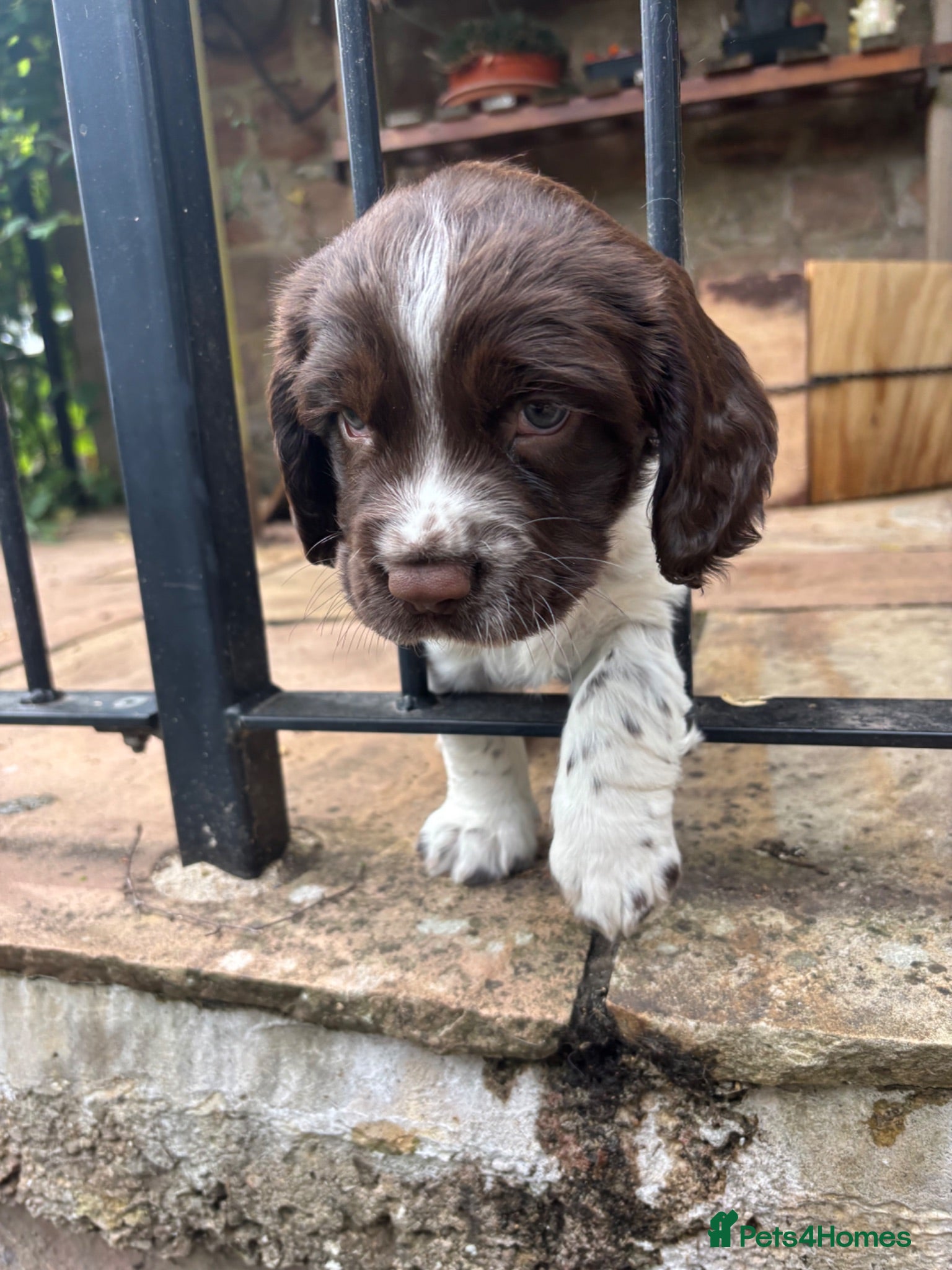 English Springer Spaniel dogs   Stunning Liver & White Springer Spaniel  Puppies - Advert 1