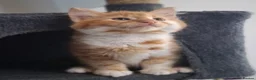 Mixed Breed cats for sale: 2 Fluffy kittens, preferably to be homed together  in Boncath - Advert 12