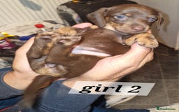 Dachshund dogs for sale: 7 beautiful dachshunds puppys - Image 7