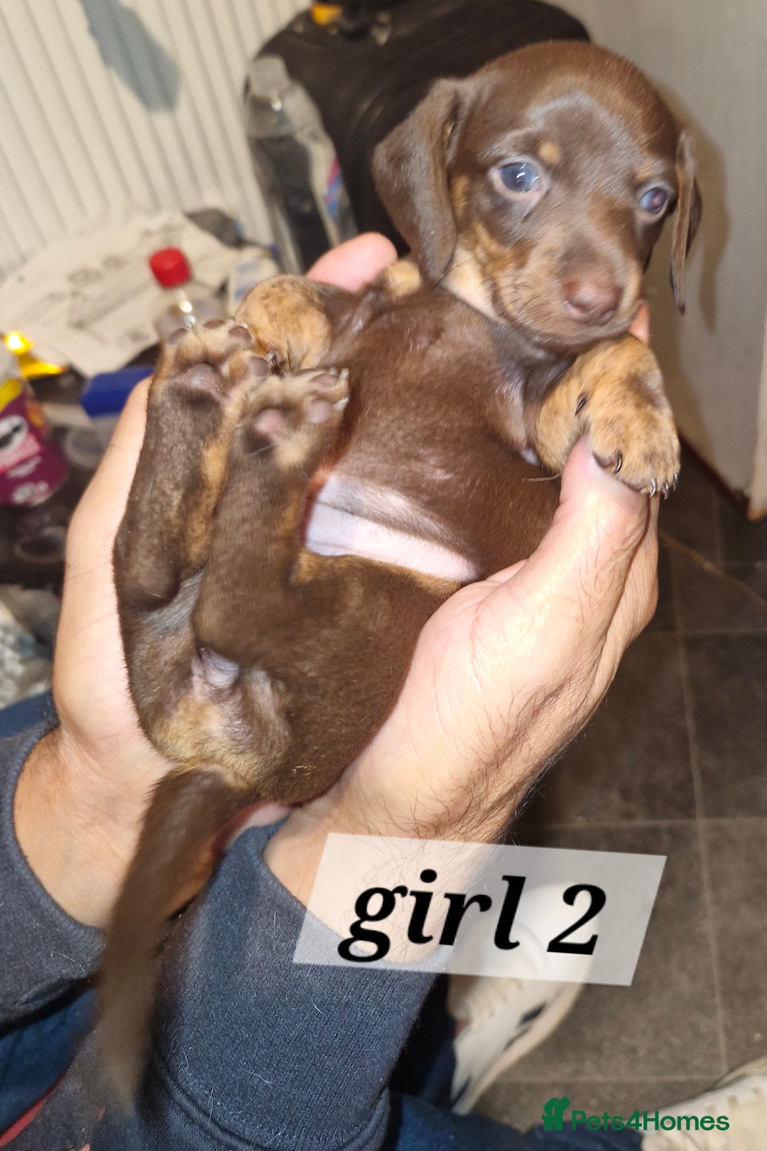 Dachshund dogs for sale: 7 beautiful dachshunds puppys - Image 7