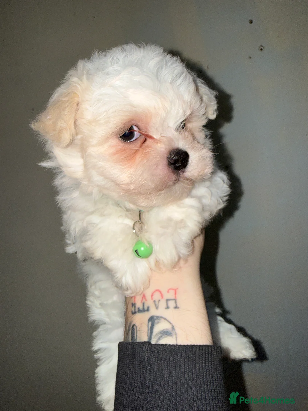 Bichon Frise dogs for sale: 2little bichon frise looking for a new home❤️🩷💚 - Advert 17