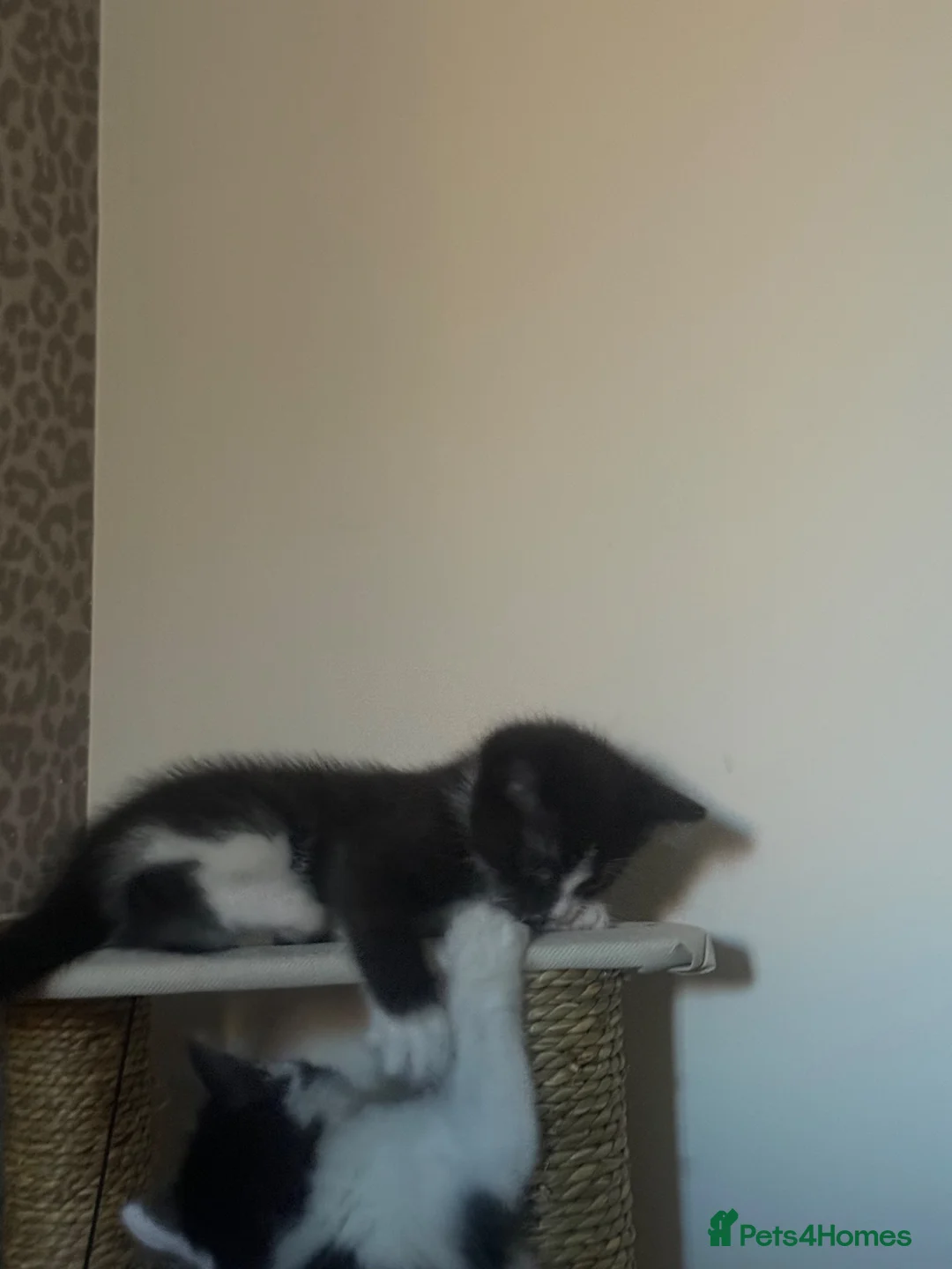 Mixed Breed cats for sale: Kittens for sale - Advert 2