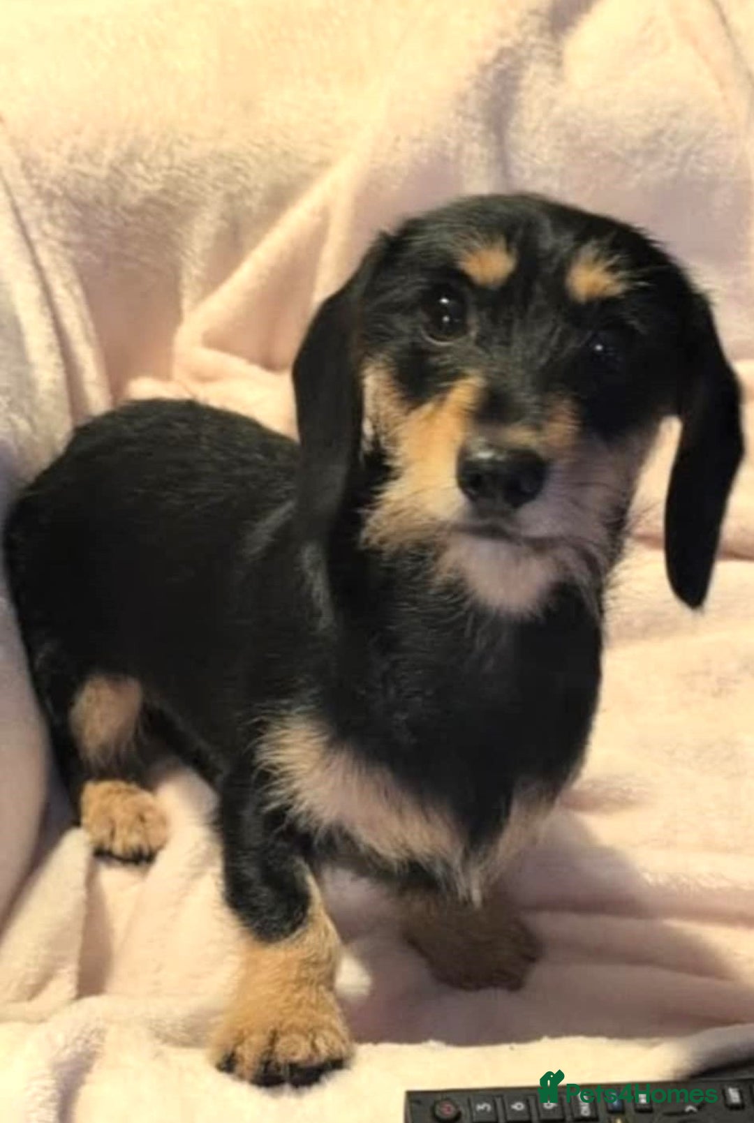 Miniature Dachshund dogs for adoption: Mabel & Marvin 1yr old mini Dachshunds - Advert 1