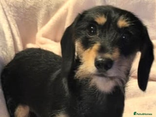 Miniature Dachshund dogs Mabel & Marvin 1yr old mini Dachshunds - Advert 4