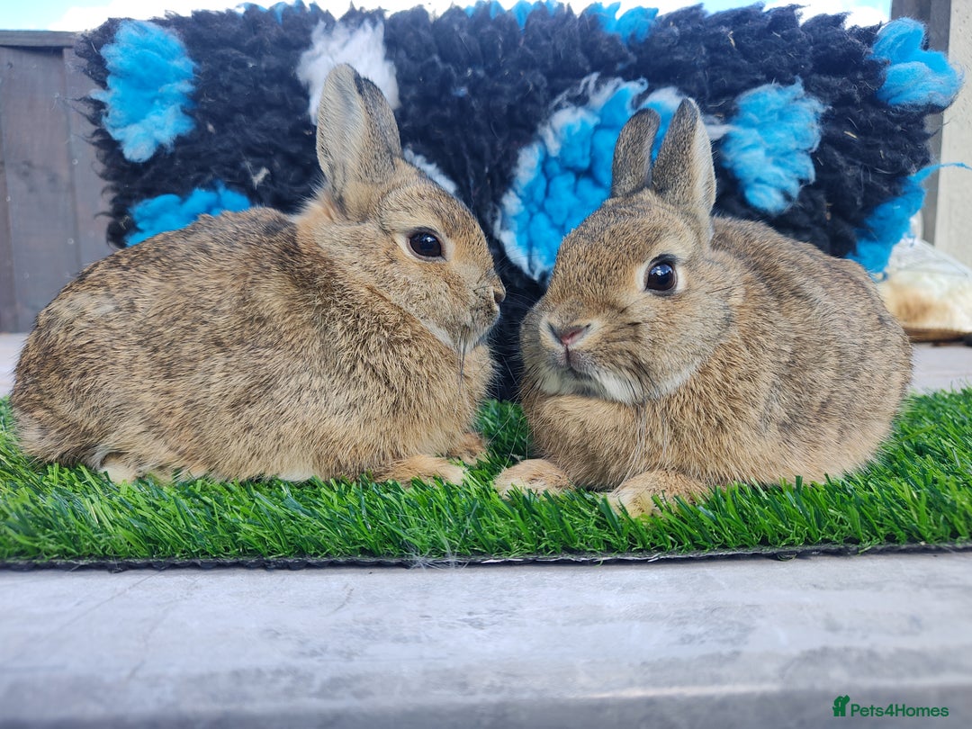 Netherland Dwarf rabbits for sale: 2 stunning Netherland dwarf bucks  - Image 4
