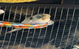 Budgerigars birds for sale: 2 budgies  - Image 2