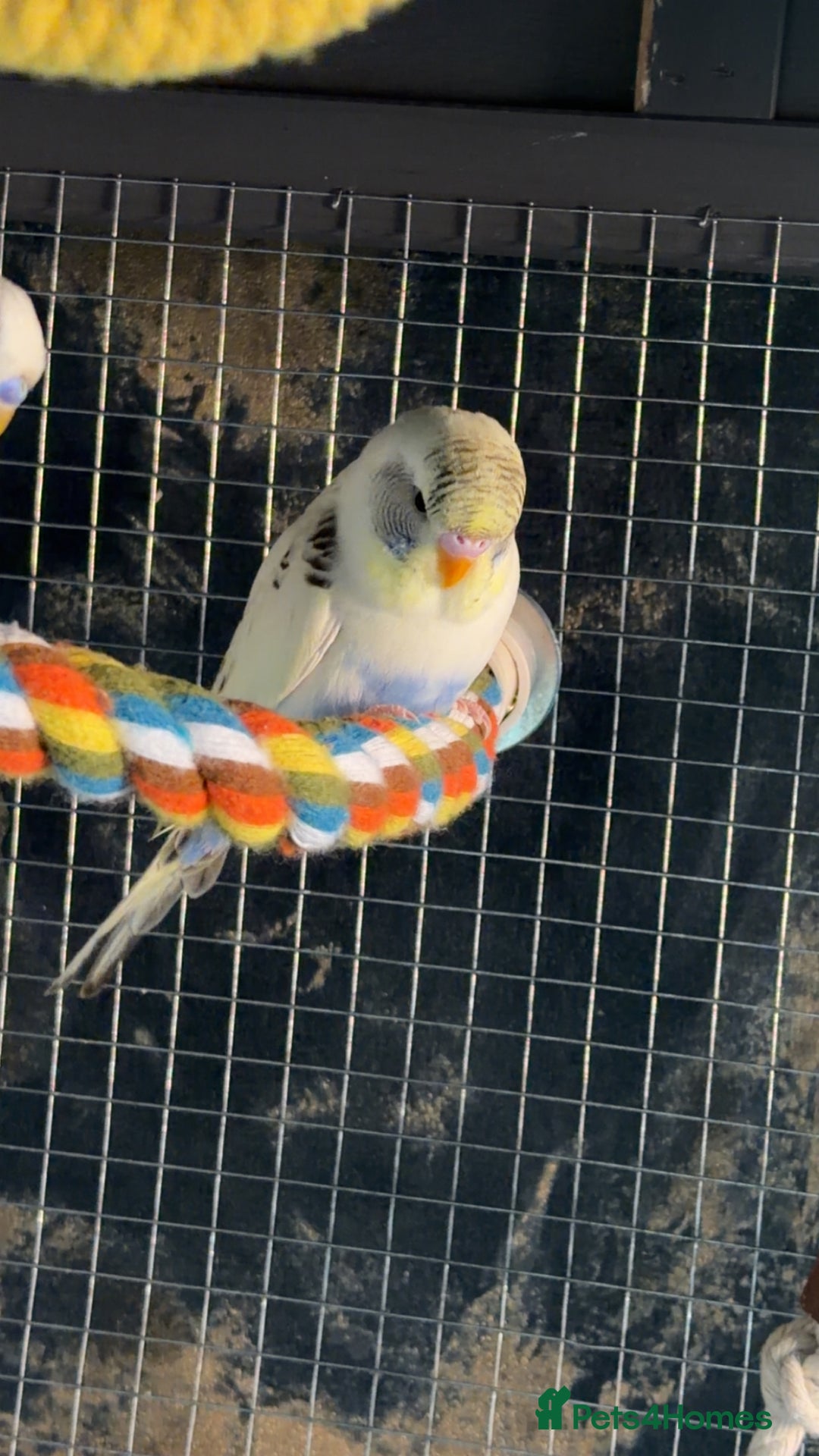 Budgerigars birds for sale: 2 budgies  - Image 2