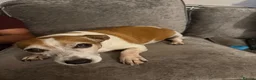Jack Russell dogs for sale: Jack russell - Advert 8
