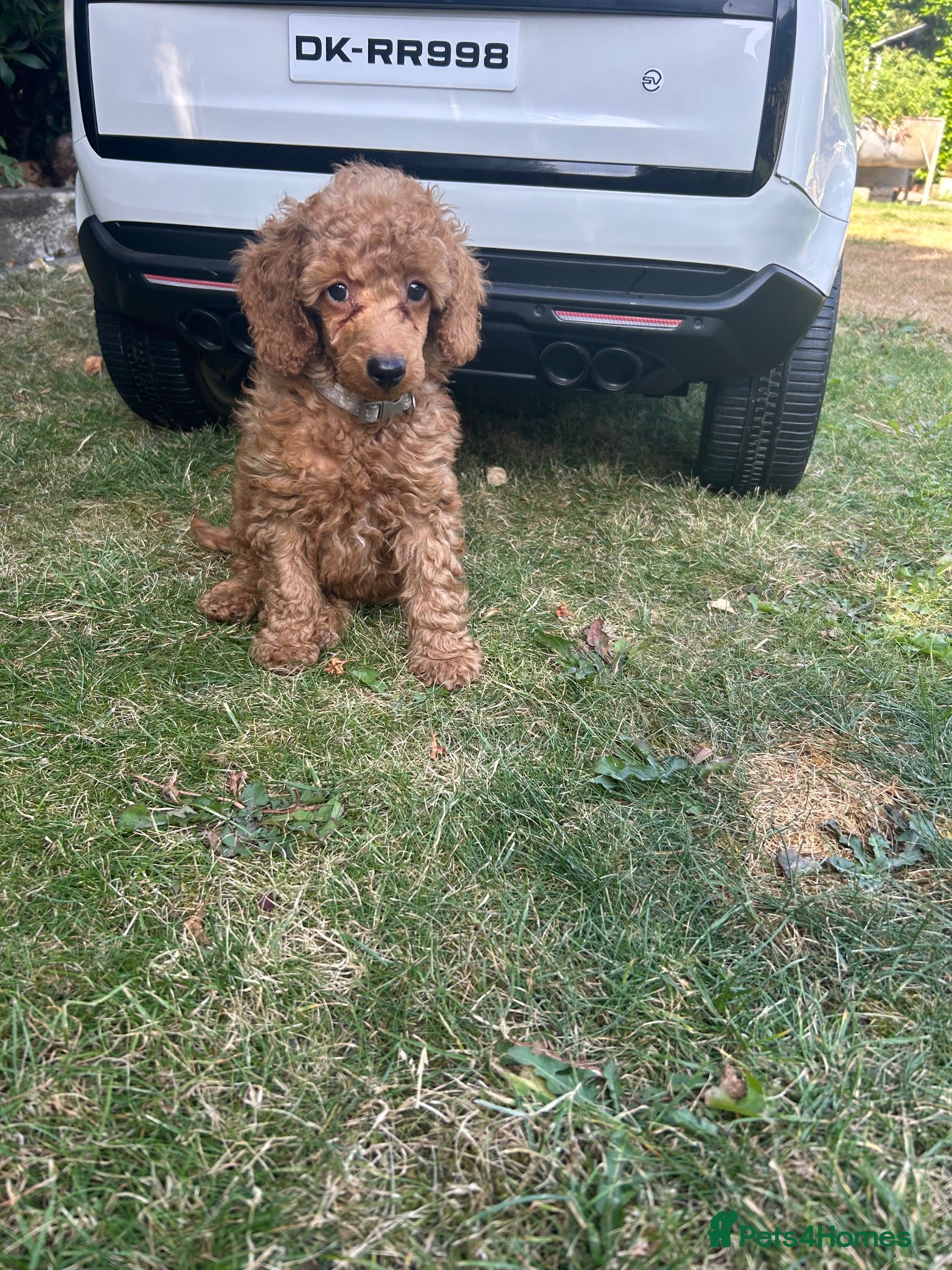 Poodle dogs Home bred miniature poodles ready too leave us  - Advert 9