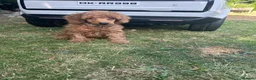 Poodle dogs for sale: Home bred miniature poodles ready too leave us  - Advert 1