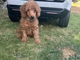 Poodle dogs Home bred miniature poodles ready too leave us - Advert 9