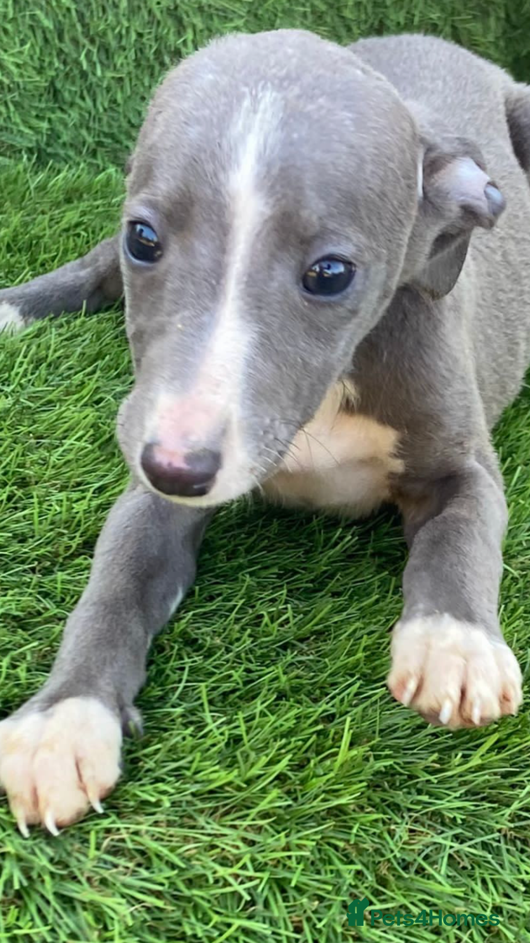 Whippet dogs for sale: Stunning kc reg whippet pups (last few remaining)  - Image 11