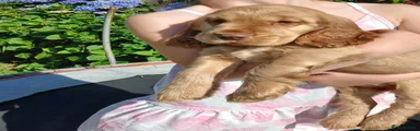 Cocker Spaniel 2