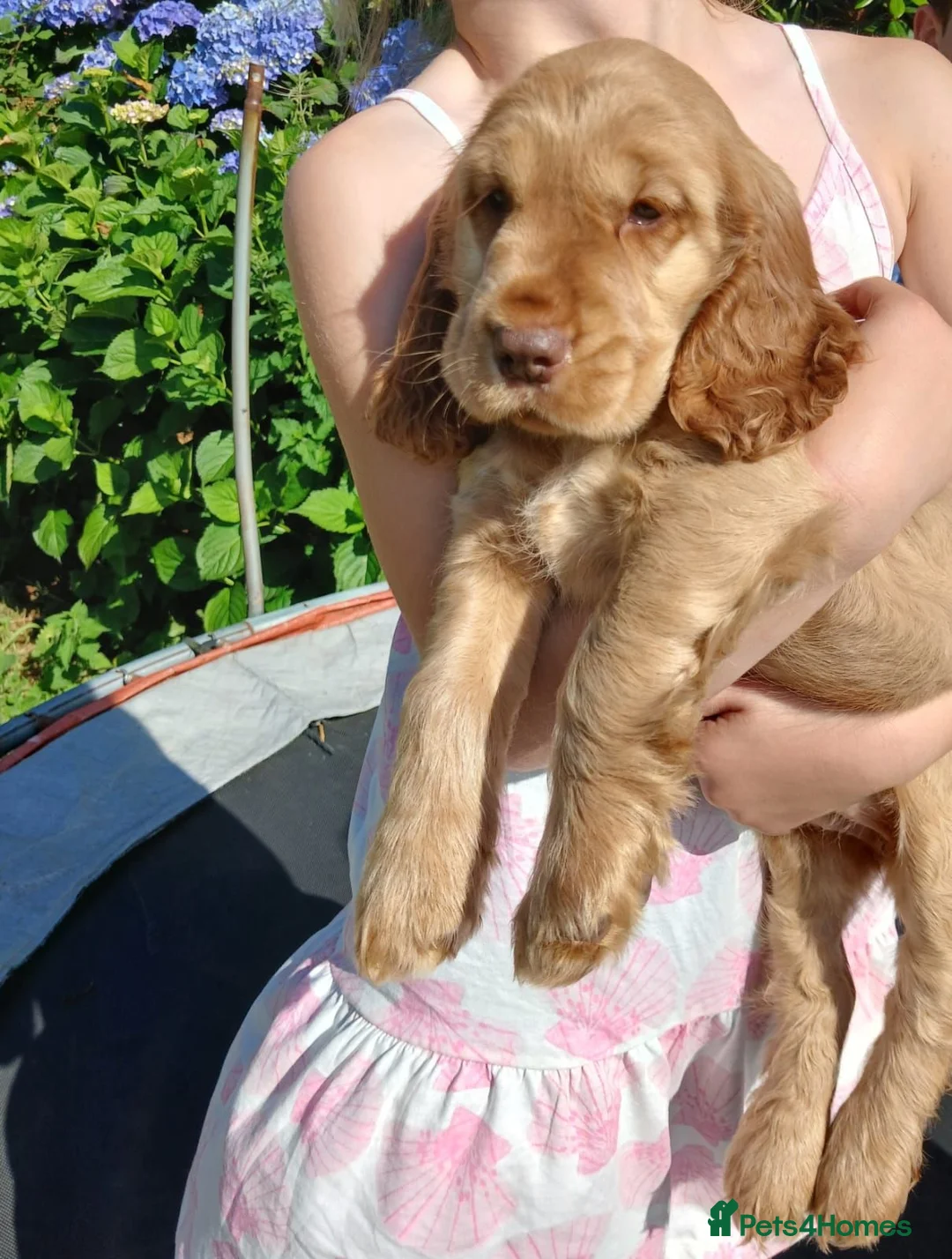 Cocker Spaniel dogs for sale: Cocker Spaniel Puppies in Liskeard - Advert 2