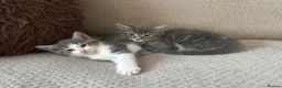 British Shorthair cats for sale: 3 male shorthair/long hair British kittens in Bristol - Advert 12